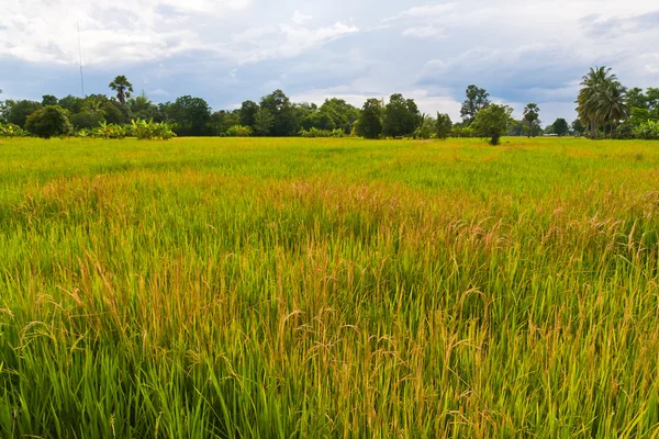 Zelené pole paddy v Thajsku — Stock fotografie
