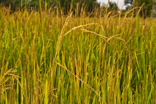 Rip rice plant close up — Stock Photo, Image