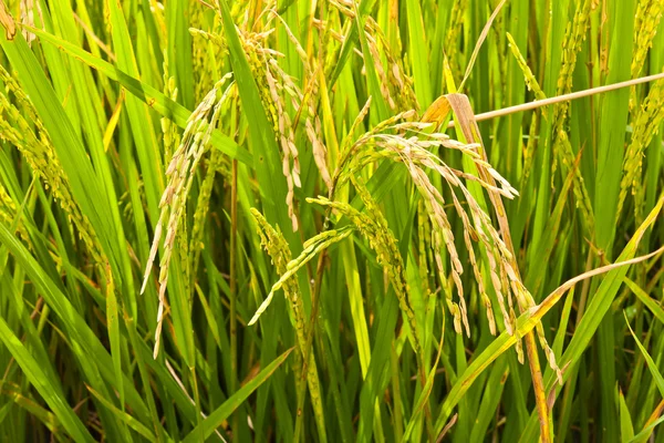 Dojrzałe ryżu na zakład z bliska — Zdjęcie stockowe