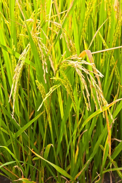 Dojrzałe ryżu na roślina zbliżenie pionowe — Zdjęcie stockowe