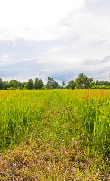 Caminar camino en campo de arroz vertical —  Fotos de Stock
