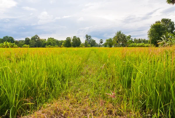 Caminhada caminho no campo de paddy — Fotografia de Stock