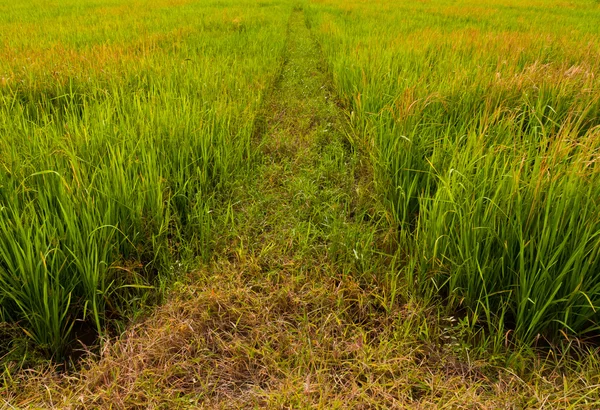 Caminhada maneira em fundo campo paddy — Fotografia de Stock