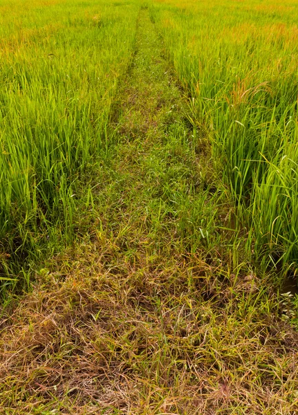 Walk way in paddy field background vertical — Stock Photo, Image
