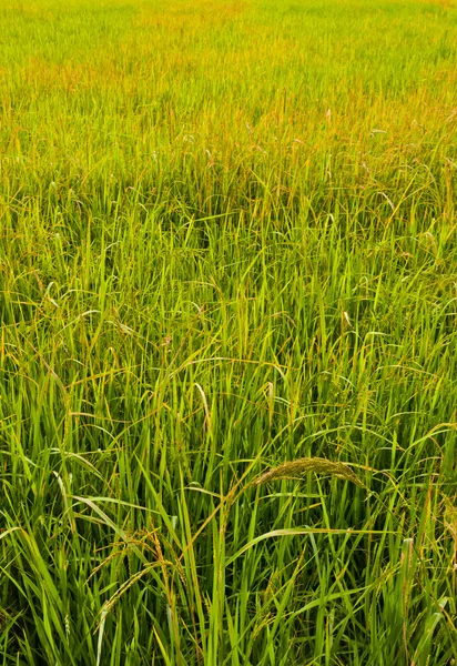 Paddy field background vertical — Stock Photo, Image