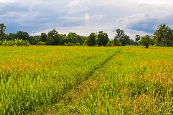 Promenad sätt i risfält lutar till höger — Stockfoto