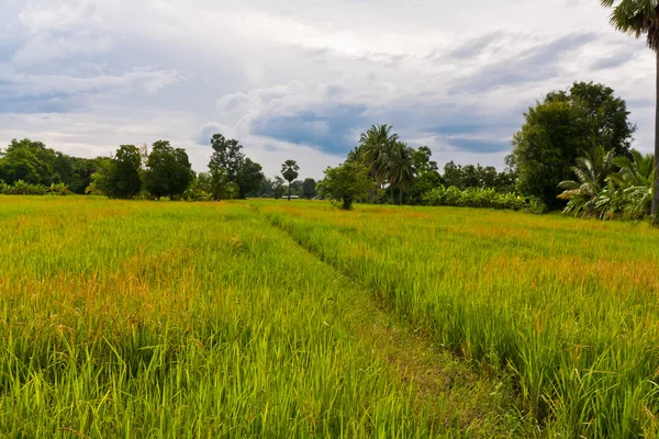 Wandeling manier in paddy veld naar links gekanteld — Stockfoto
