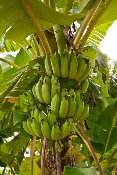 Gruppe grüner roher Bananen auf Baum von vorne — Stockfoto