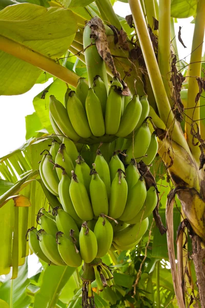 Grupp av gröna raw bananer på träd från sidan — Stockfoto
