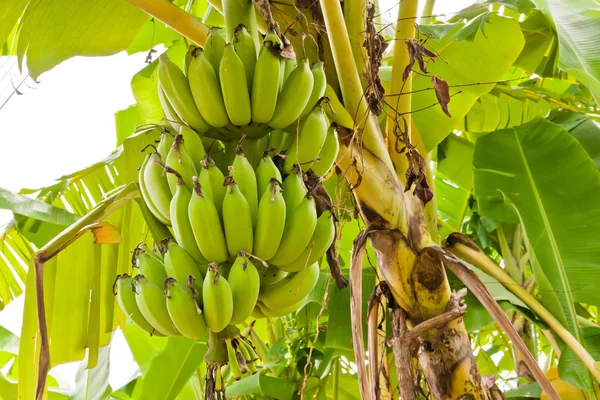 Grupo de plátanos verdes crudos en el árbol — Foto de Stock