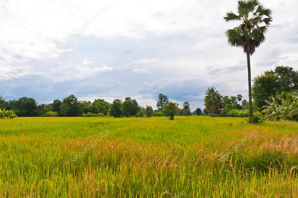 Green paddy field in Thailand with sky