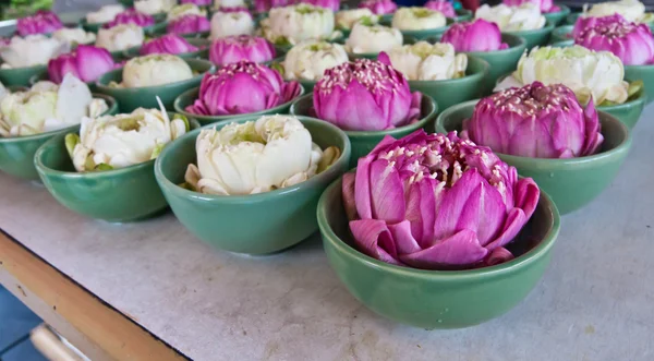 Roze en witte lotus in kopjes — Stockfoto