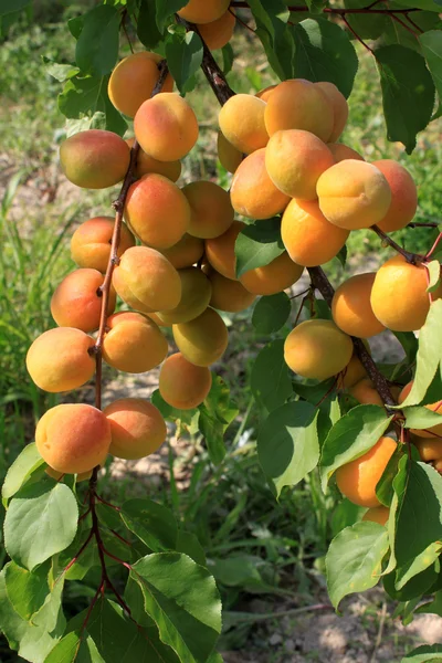 stock image Apricot