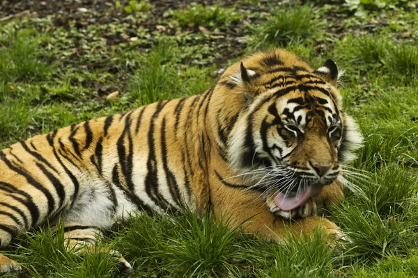 A tiger licking his paw — Stock Photo © iMarly #6644608