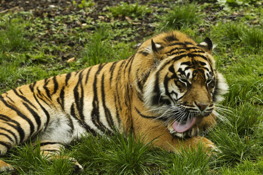 A tiger licking his paw — Stock Photo © iMarly #6644608