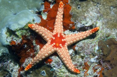 Orange starfish. clipart