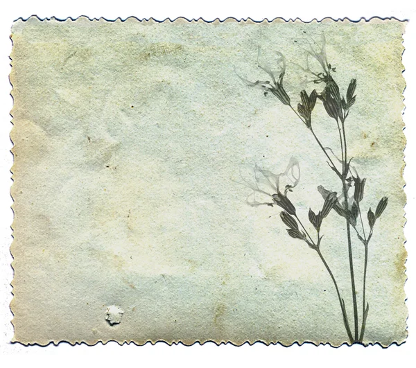 Grunge background with flower — Stock Photo, Image