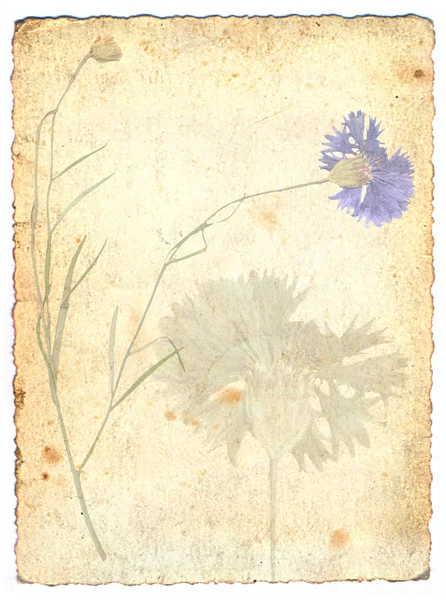 Alter Hintergrund mit floralem Hintergrund — Stockfoto