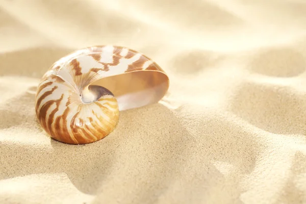 Petite coquille de nautilus sur sable de plage et soleil tropical doré — Photo