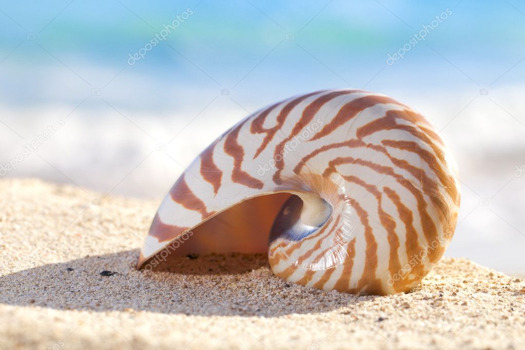 Nautilus shell on a beach sand, against sea waves, shallow dof