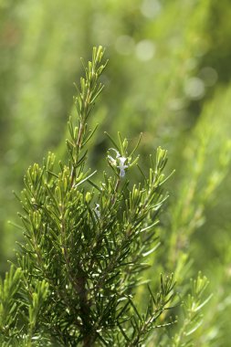 Rosemary aromatic culinary herb in nature clipart