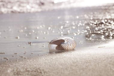 Nautilus kabuğu plajda denize, sunrise ışık