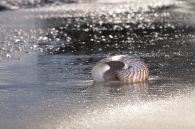 Nautilus kabuğu deniz sahilinde gündoğumu.