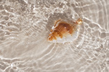 Beatyfull seashell bursa in sea water, shallow dof clipart