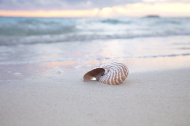 Nautilus shell on sea beach , sunrise. clipart