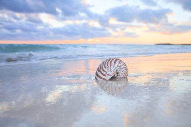 Nautilus shell on sea beach , sunrise. clipart