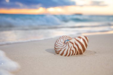 Nautilus shell on sea beach , sunrise. shallow dof clipart