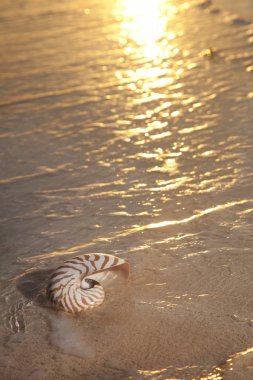 denizin sunset.very sıcak ışık, sığ dof Nautilus kabuğu