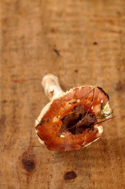 Wild russule mushroom on wooden box clipart