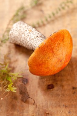 Orange-cap boletus mushroom on aspen wooden board clipart