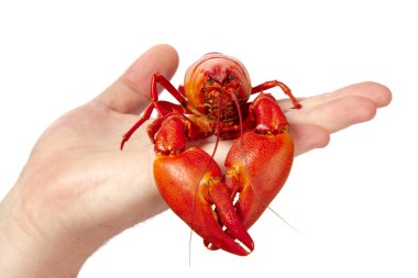 Cooked freshwater crayfish on hand clipart