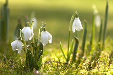 Snowdrop flowers in morning, soft focus, perfect for postcard clipart