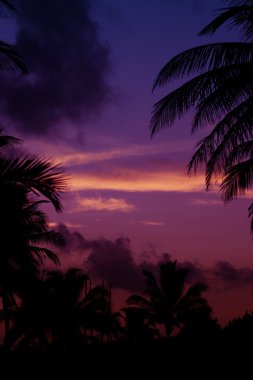 palmtrees siluet gündoğumu tarihinde Dönencesi içinde