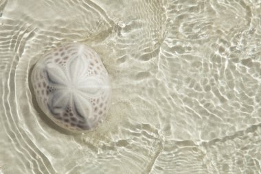 Sand dollar in the sea with sun light , top view clipart