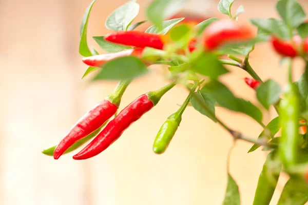 Red chilli pepper plant, very hot! — Stock Photo, Image
