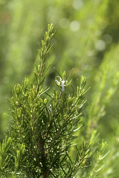Rosemary aromatické kuchyňské byliny v přírodě — Stock fotografie