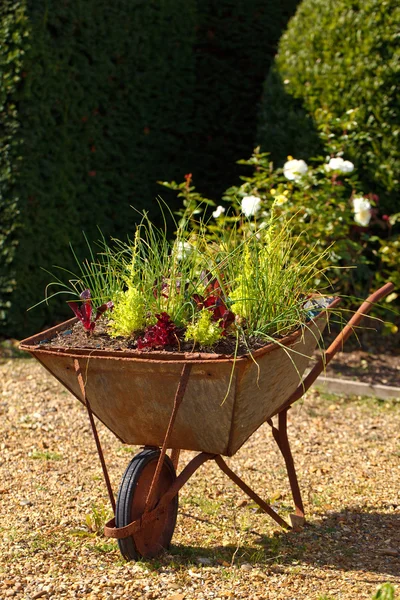 Decorative garden whellbarrow with culinary herbs — Stock Photo, Image