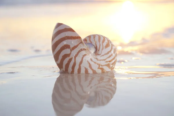 Shell nautilus no mar, nascer do sol. luz de ponta, dof raso — Fotografia de Stock