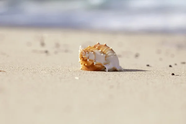 Beatyfull Muschelschleimhaut auf Meer Strand Sand — Stockfoto