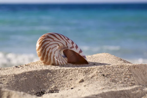 Κοχύλι Ναυτίλος σε μια παραλία με άμμο, κατά το γαλάζιο της θάλασσας — Φωτογραφία Αρχείου