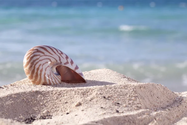 Nautilus shell on a beach sand, against blue sea — Stock Photo, Image