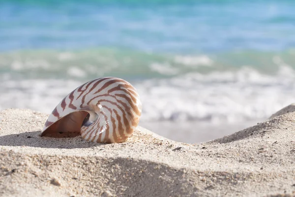 Concha de Nautilus em uma areia de praia, contra ondas do mar, dof raso — Fotografia de Stock