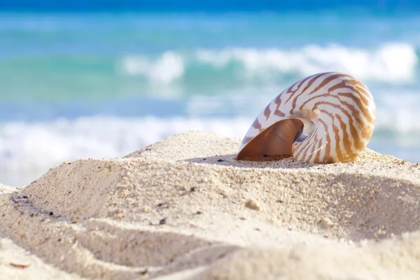 Κοχύλι Ναυτίλος σε μια παραλία με άμμο, κατά κύματα της θάλασσας — Φωτογραφία Αρχείου