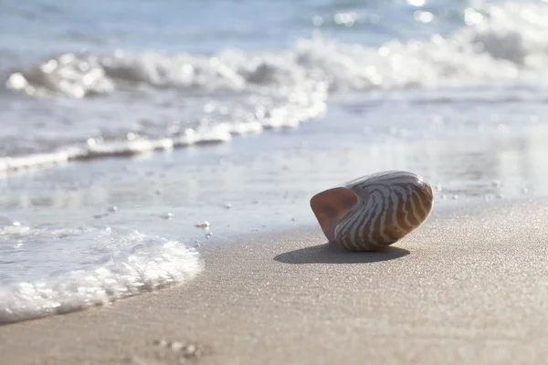 Nautilus shell silhouette retroilluminato sulla spiaggia del mare, alba . — Foto Stock