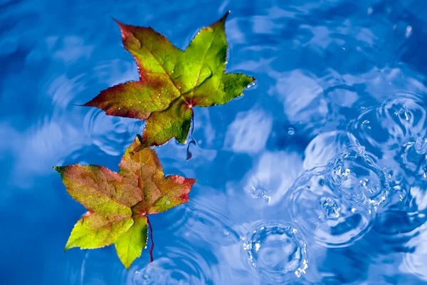秋天的叶子在雨中一个水坑上 — 图库照片
