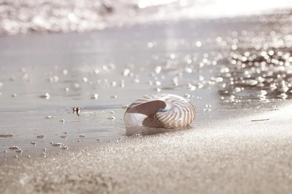 Shell Nautilus na mořské pláži, východ slunce světlo — Stock fotografie